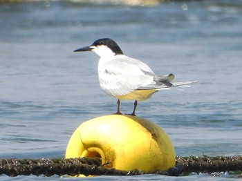 2020年7月18日(土) 兵庫県神戸市舞子海岸の野鳥観察記録