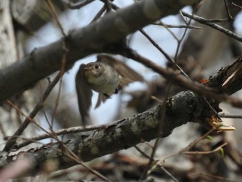 Asian Brown Flycatcher 赤井川落合ダム Sun, 5/15/2016