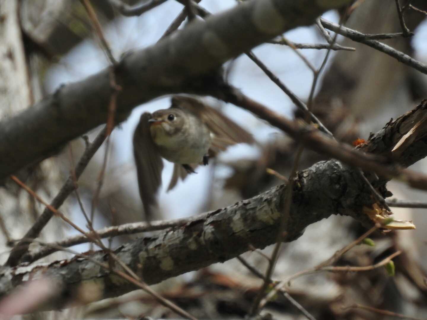 赤井川落合ダム コサメビタキの写真 by ノーザンスカイ