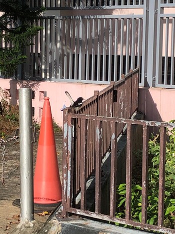 シキチョウ Canossa college, Quarry bay, Hong Kong 2020年7月12日(日)