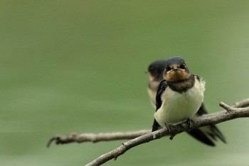 Barn Swallow Hattori Ryokuchi Park Sat, 7/18/2020