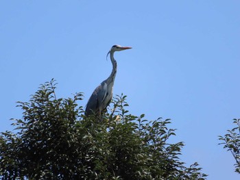 Sun, 7/19/2020 Birding report at 多摩川(浅川合流付近)