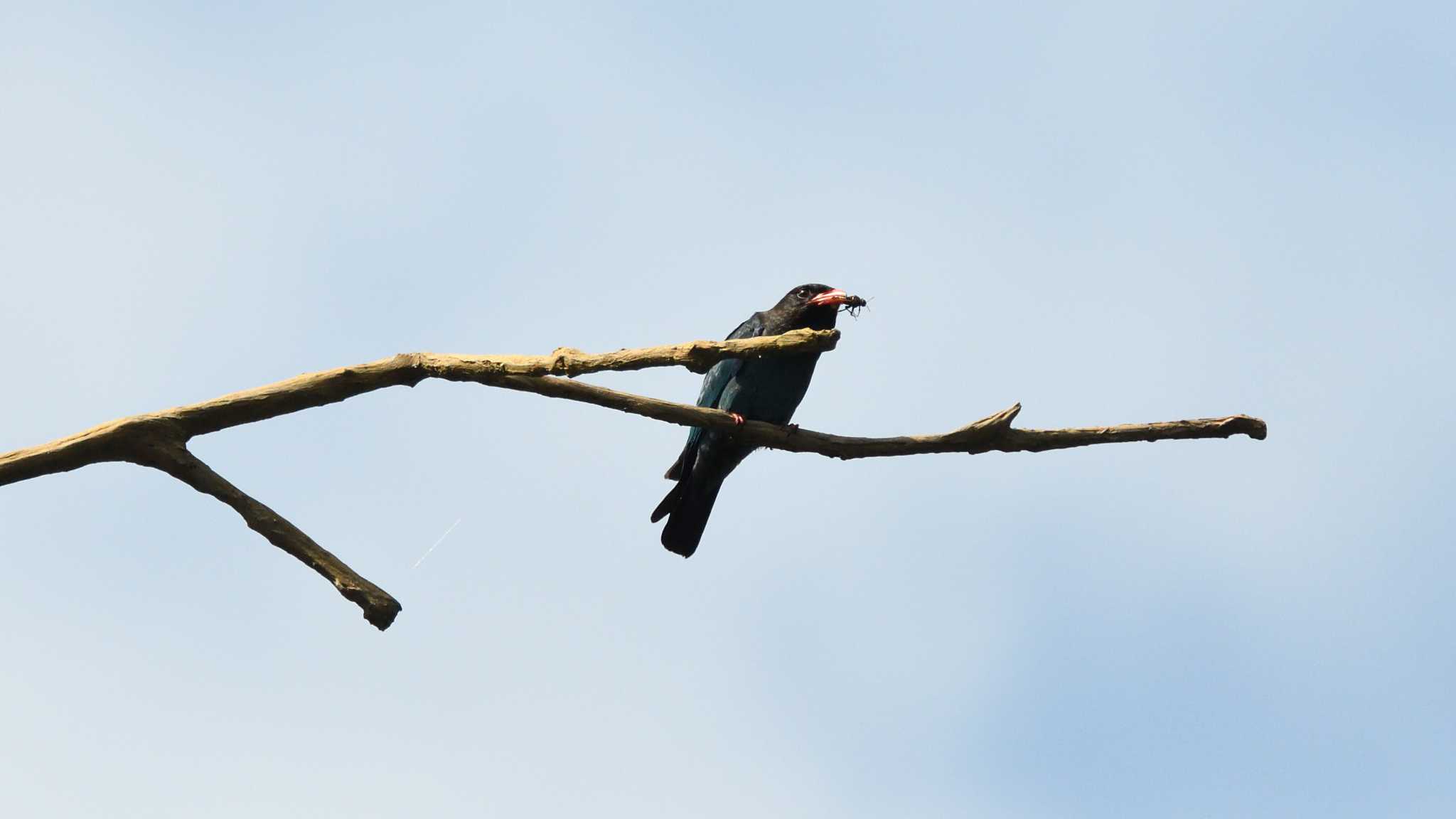 Photo of Oriental Dollarbird at  by AI ZA