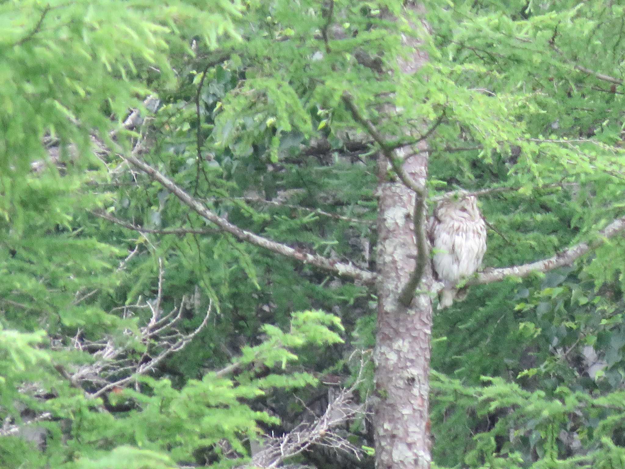 Ural Owl