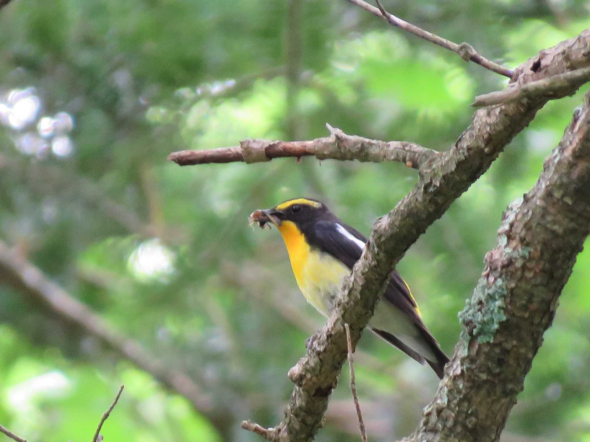 Narcissus Flycatcher