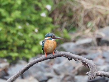 Common Kingfisher Unknown Spots Mon, 5/16/2016