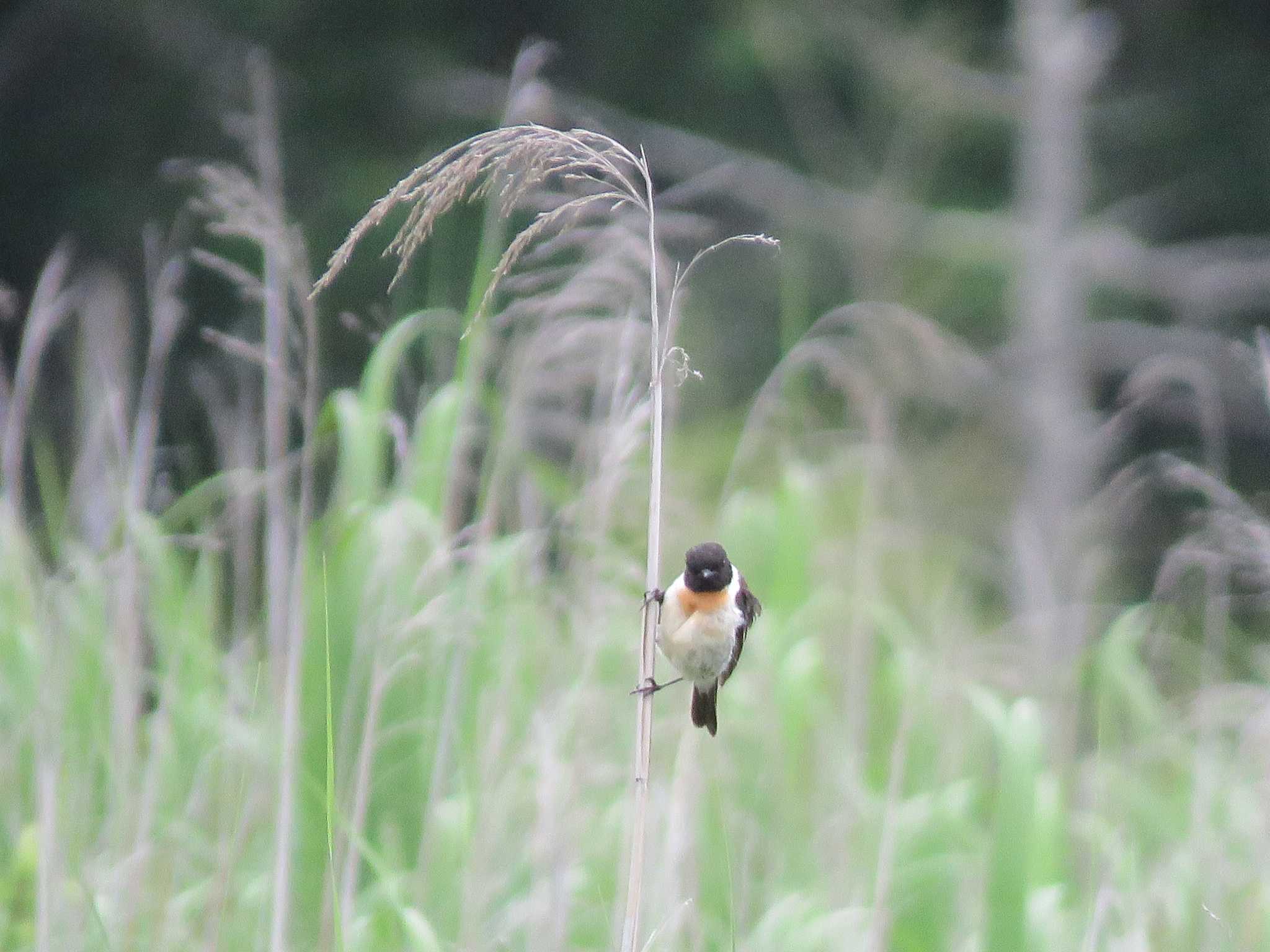 Amur Stonechat