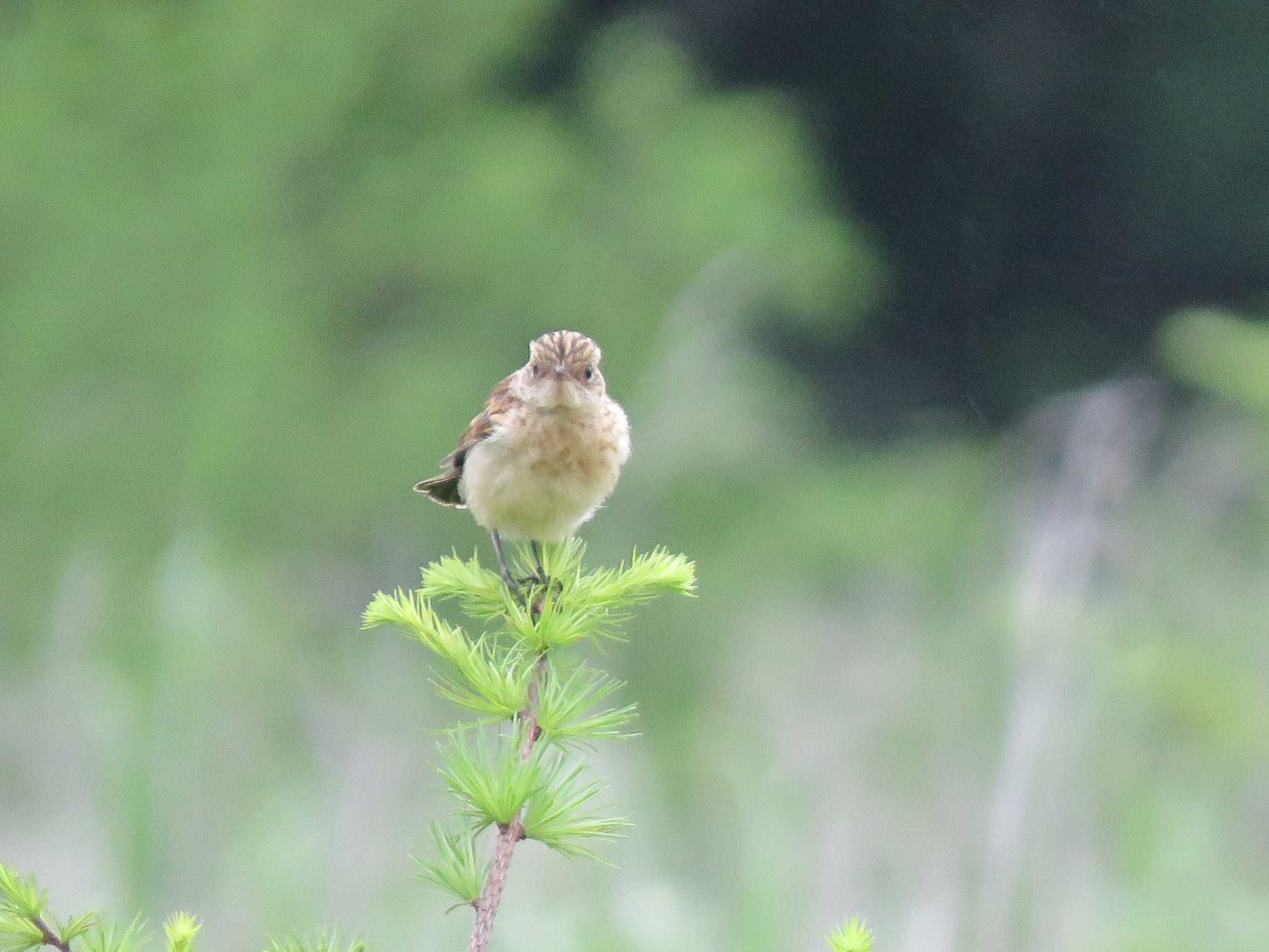 Amur Stonechat