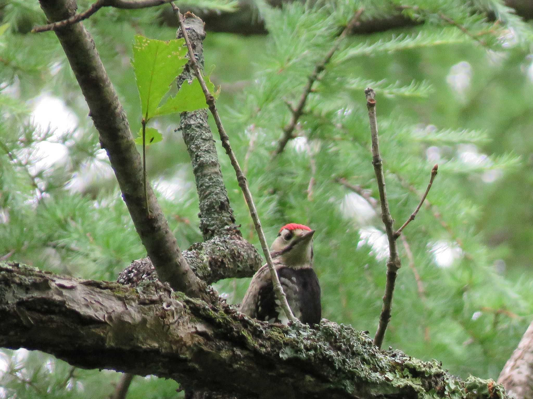 Great Spotted Woodpecker