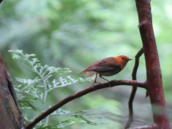 Sat, 7/18/2020 Birding report at 刈込湖