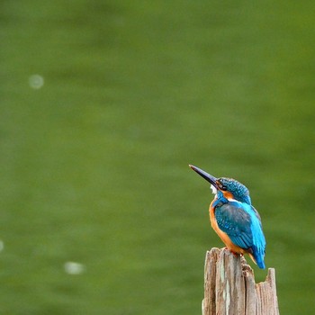 Common Kingfisher Unknown Spots Mon, 5/16/2016