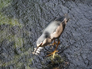 2020年7月19日(日) 葛西臨海公園の野鳥観察記録