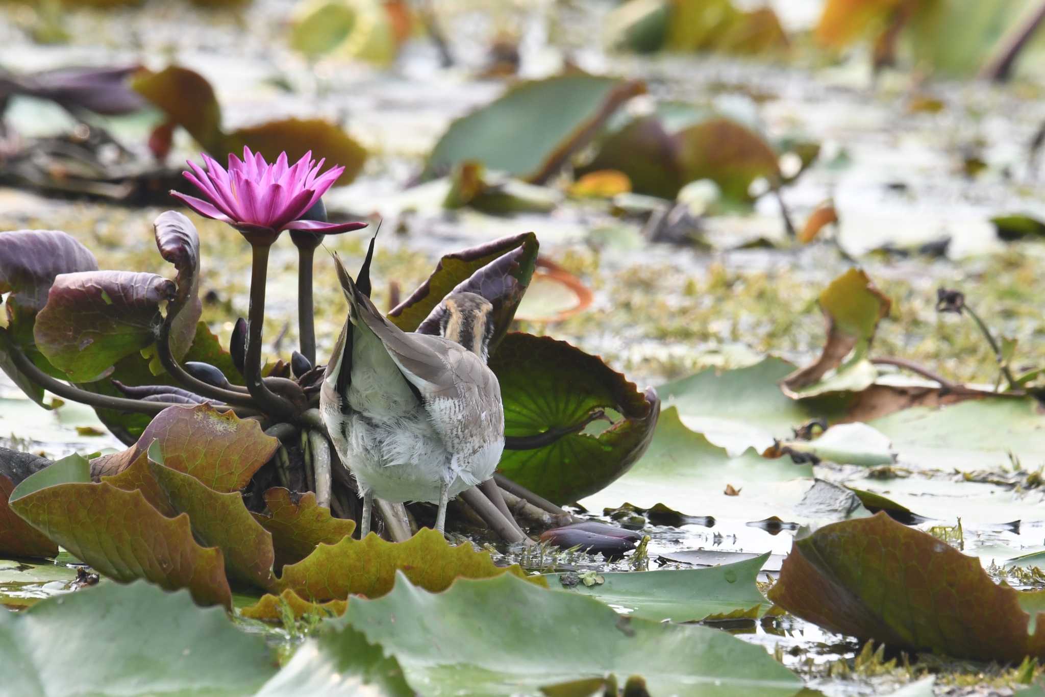 Pheasant-tailed Jacana