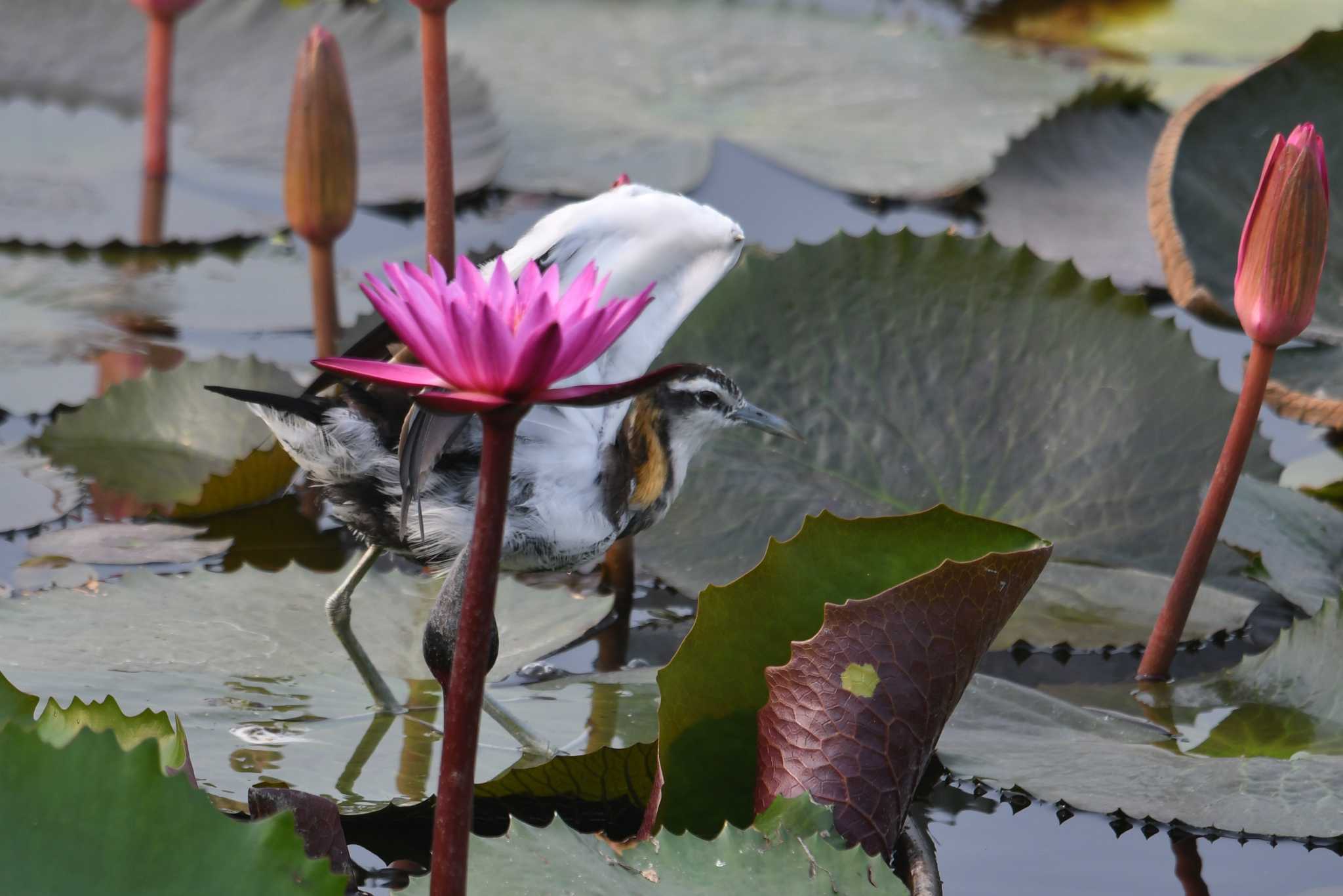 Pheasant-tailed Jacana