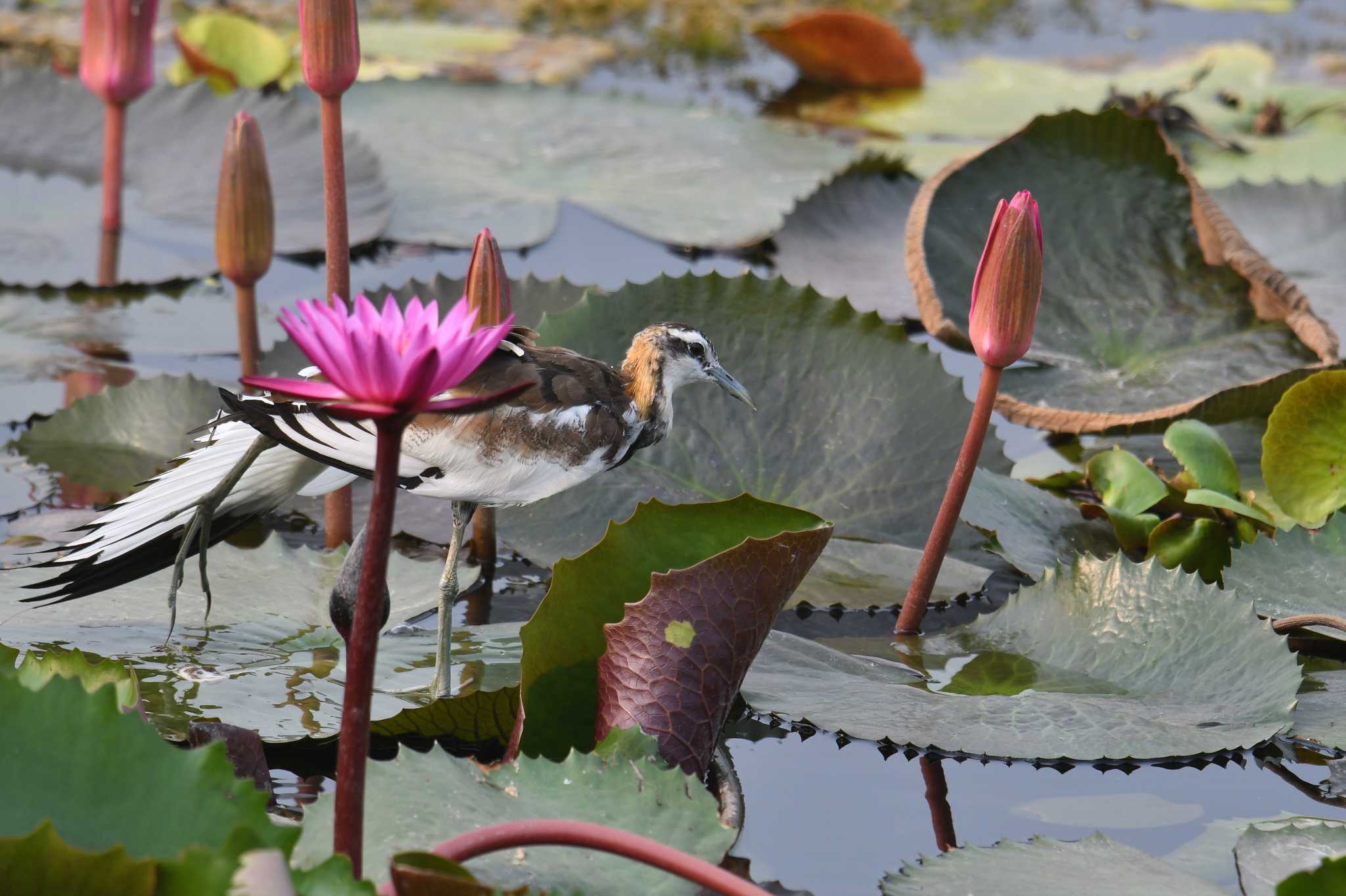 Pheasant-tailed Jacana