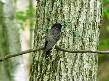 2020年7月19日(日) 北大研究林(北海道大学苫小牧研究林)の野鳥観察記録