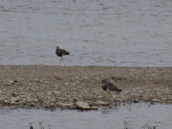 Grey-headed Lapwing 武庫川 Sun, 7/19/2020