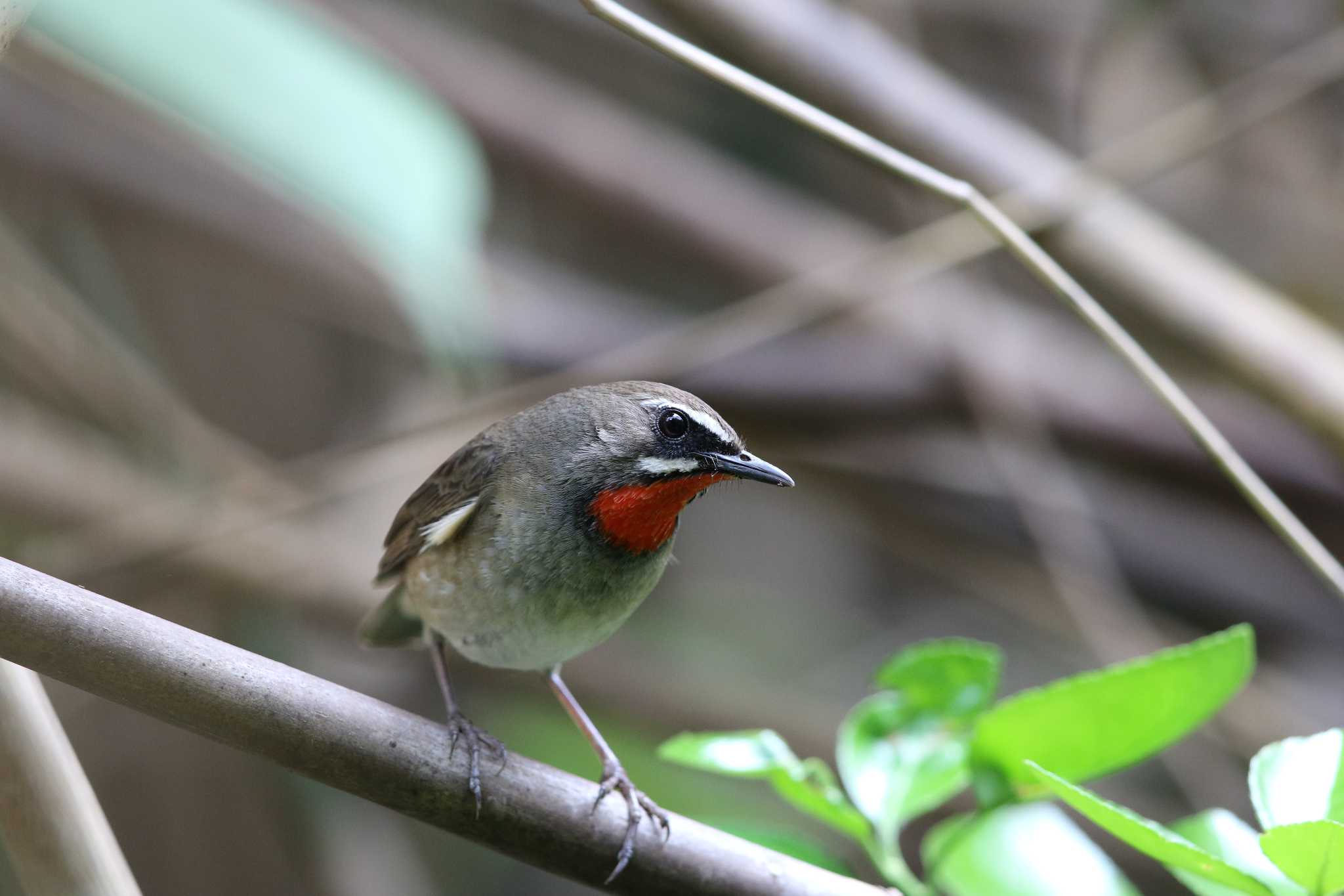 Photo of Siberian Rubythroat at Hegura Island by Trio