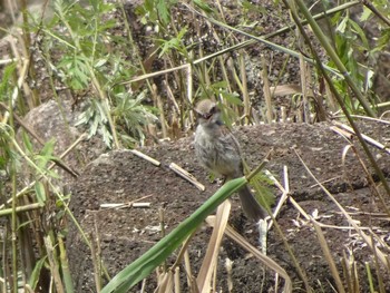 2020年7月19日(日) 葛西臨海公園の野鳥観察記録