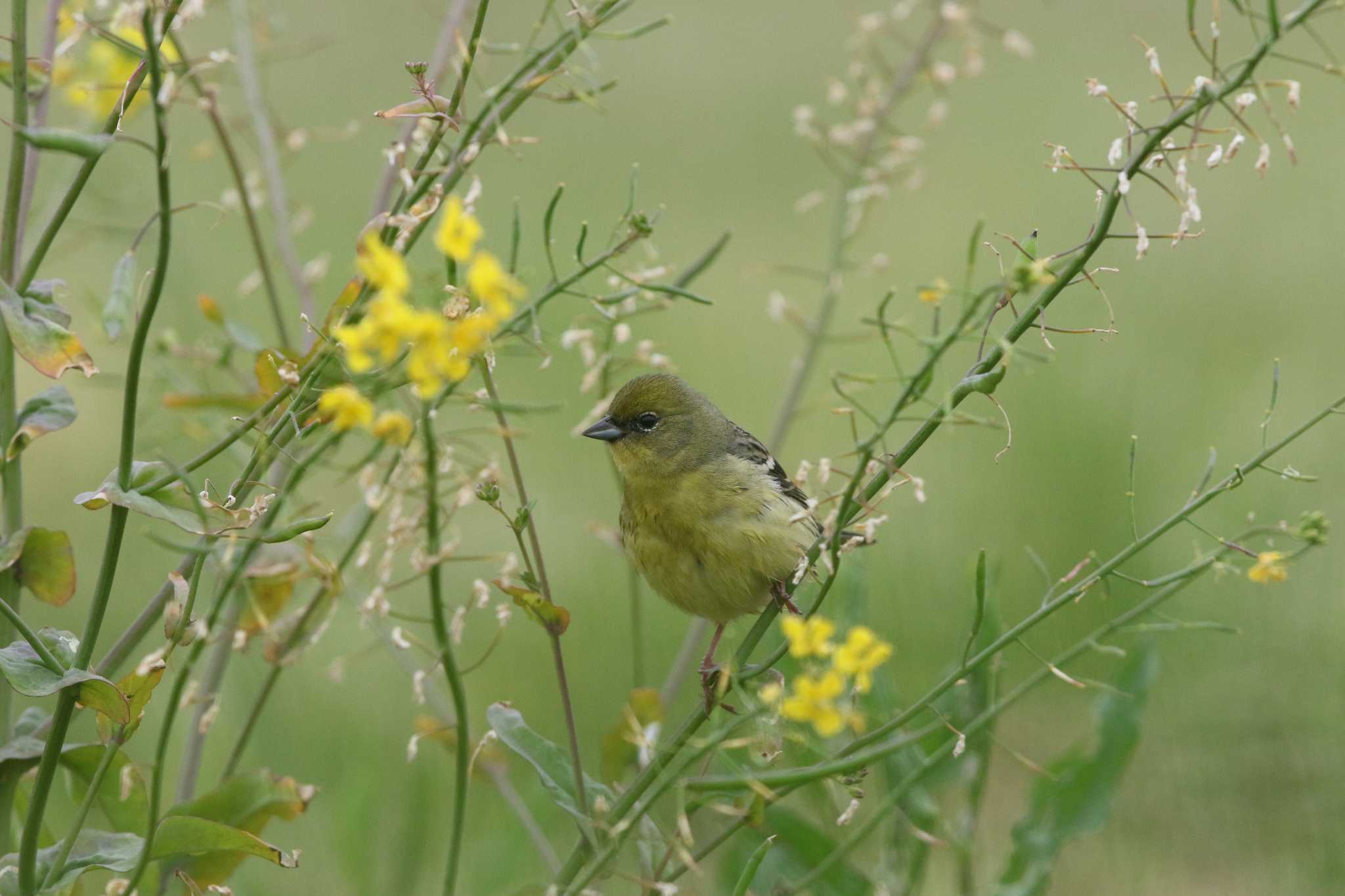 Photo of Yellow Bunting at Hegura Island