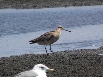 2020年7月19日(日) ふなばし三番瀬海浜公園の野鳥観察記録