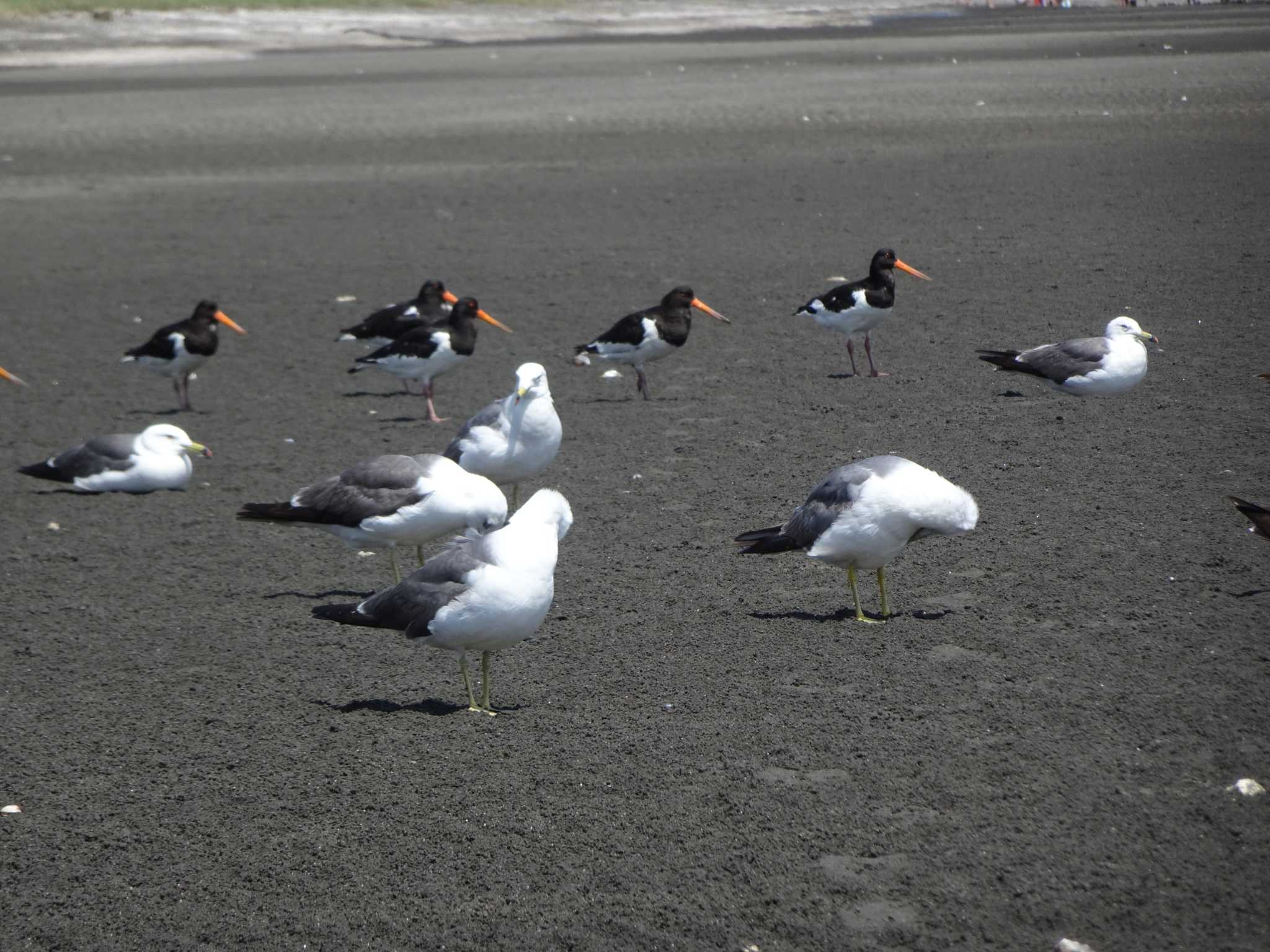 ふなばし三番瀬海浜公園 ウミネコの写真 by Kozakuraband