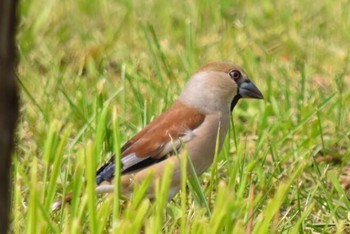Hawfinch 噴火公園 Tue, 5/17/2016