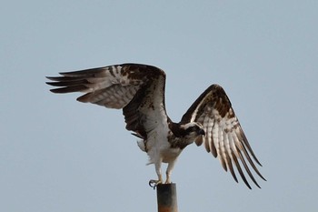 Osprey 札幌市 Sun, 7/19/2020