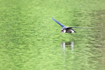 White-throated Needletail 札幌市 Sun, 7/19/2020