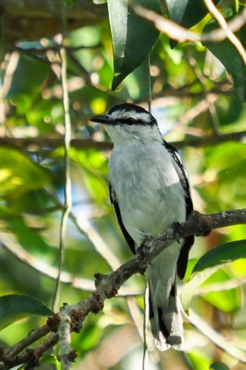 2020年7月19日(日) シンガポール植物園の野鳥観察記録