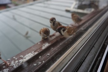 Eurasian Tree Sparrow 鎌倉 Fri, 7/17/2020