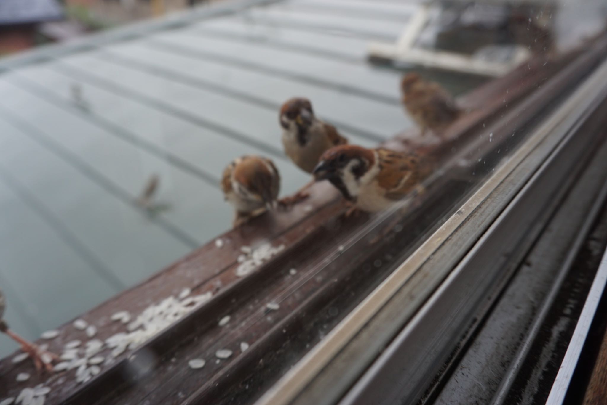 Photo of Eurasian Tree Sparrow at 鎌倉 by なにぬねの