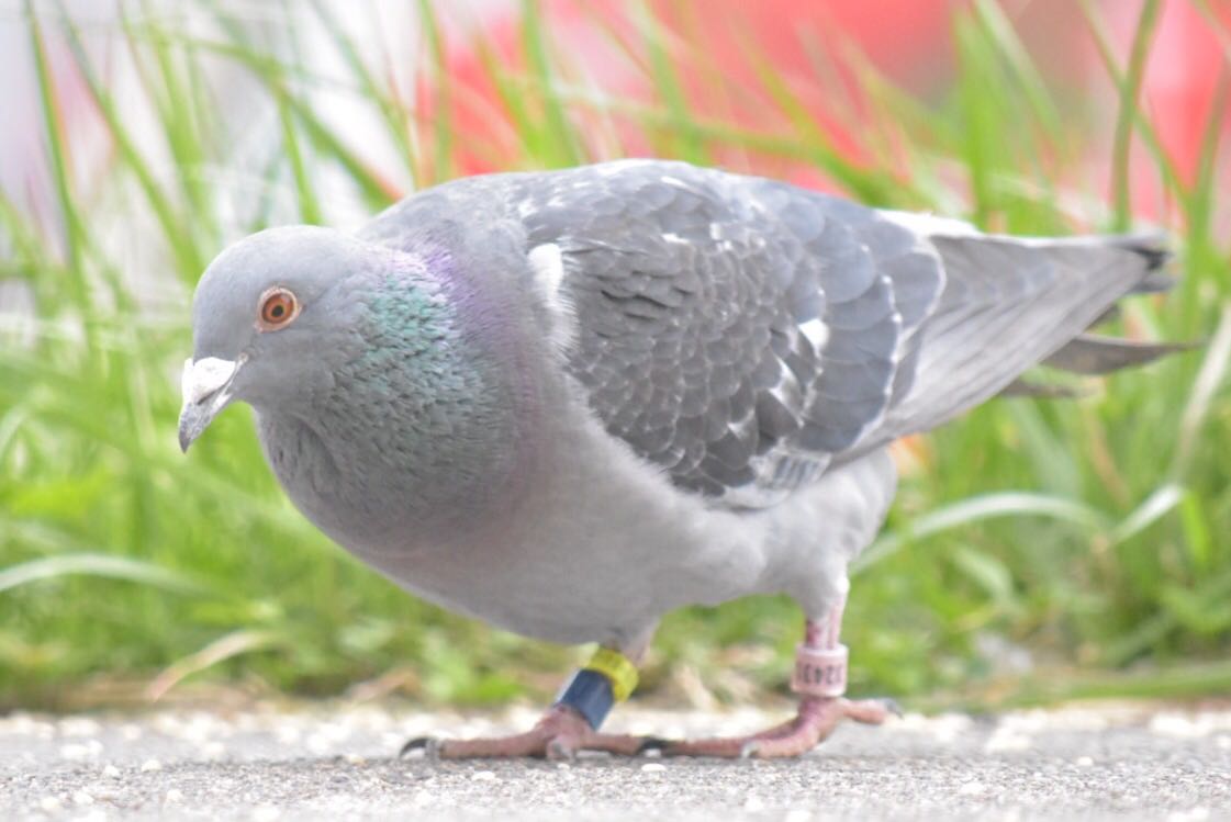 Photo of Rock Dove at 展望台