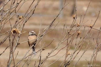 Rustic Bunting 大阪府能勢町 Unknown Date