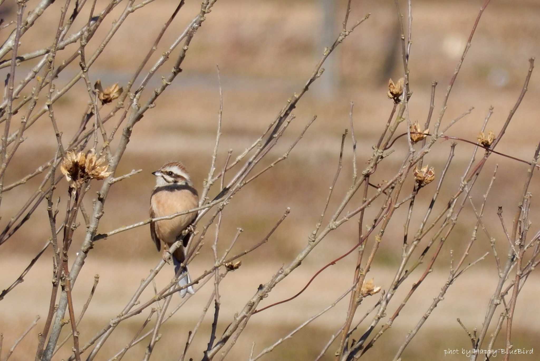 Photo of Rustic Bunting at 大阪府能勢町