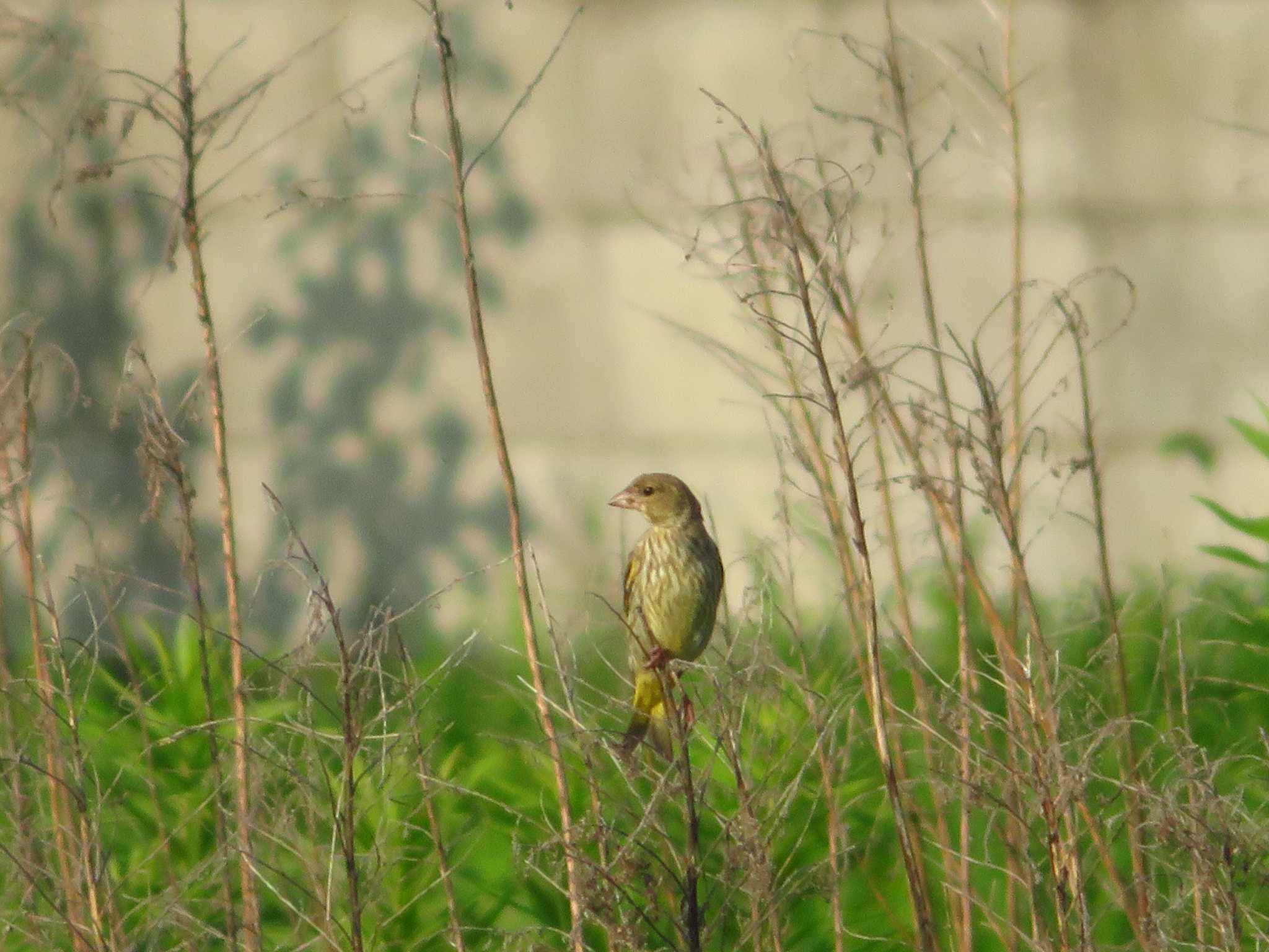 Grey-capped Greenfinch