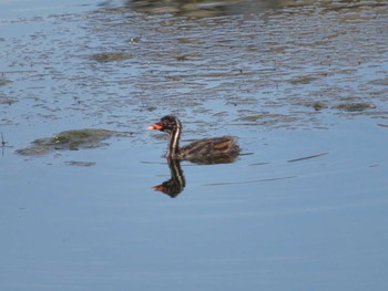 Sun, 7/19/2020 Birding report at 奈良県天理市