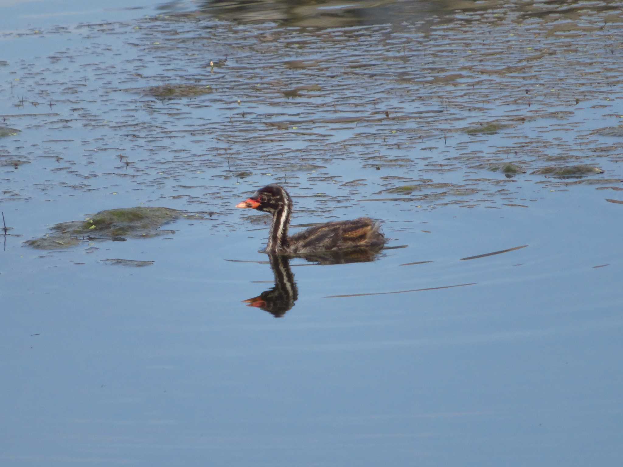 Little Grebe