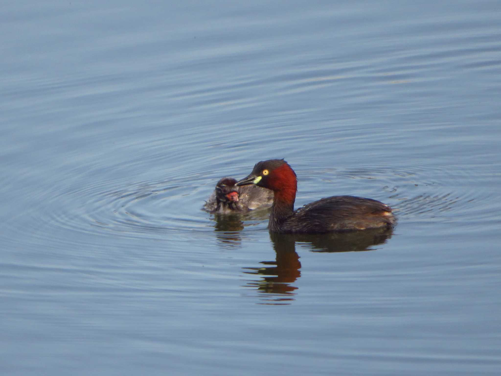 Little Grebe