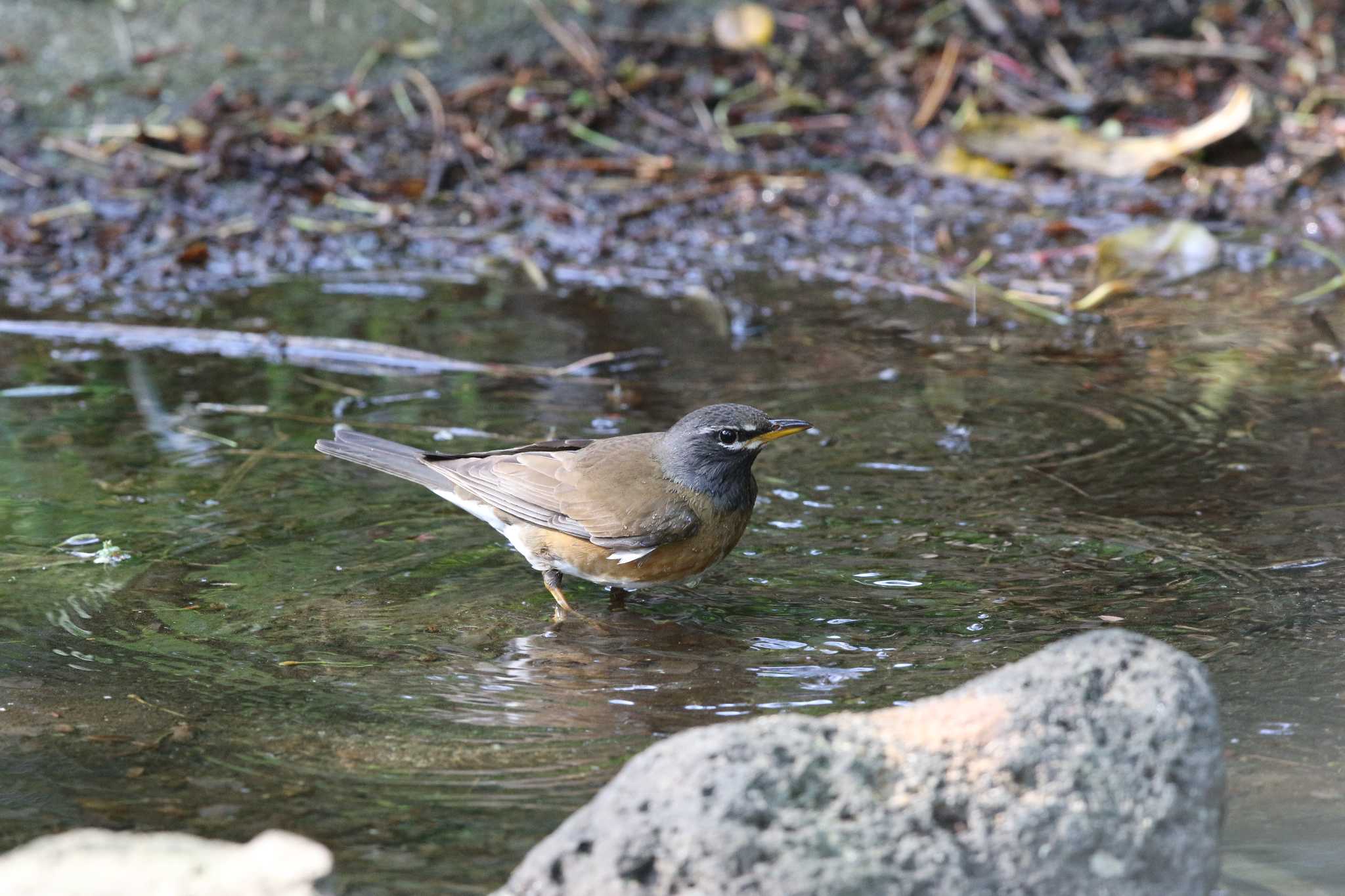 Photo of Eyebrowed Thrush at Hegura Island by Trio