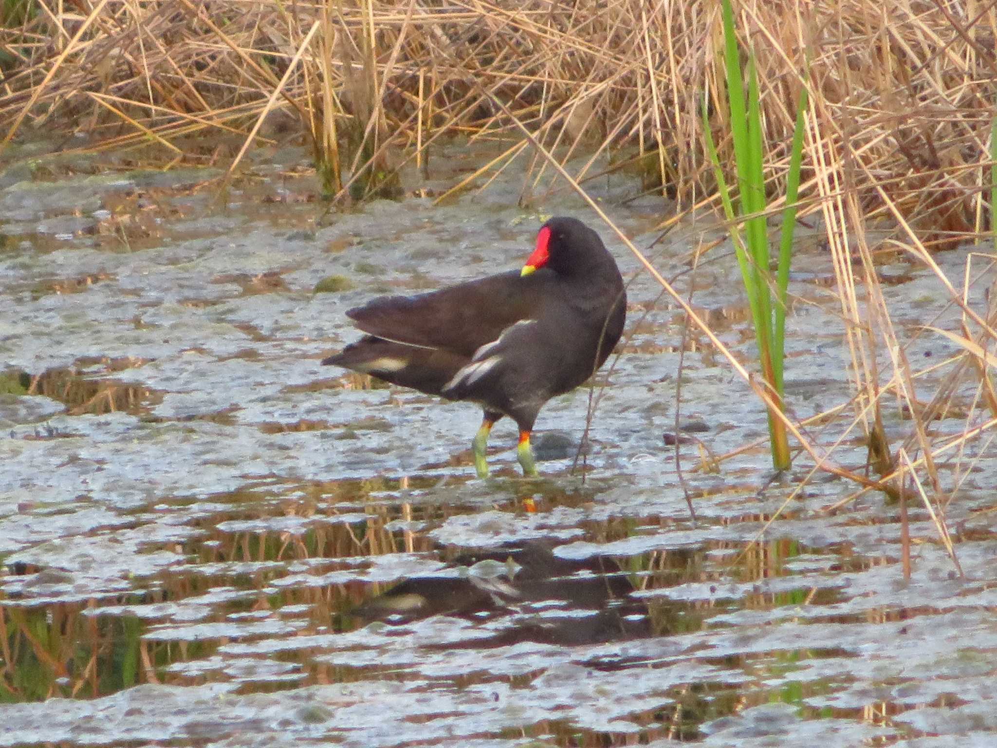 Common Moorhen