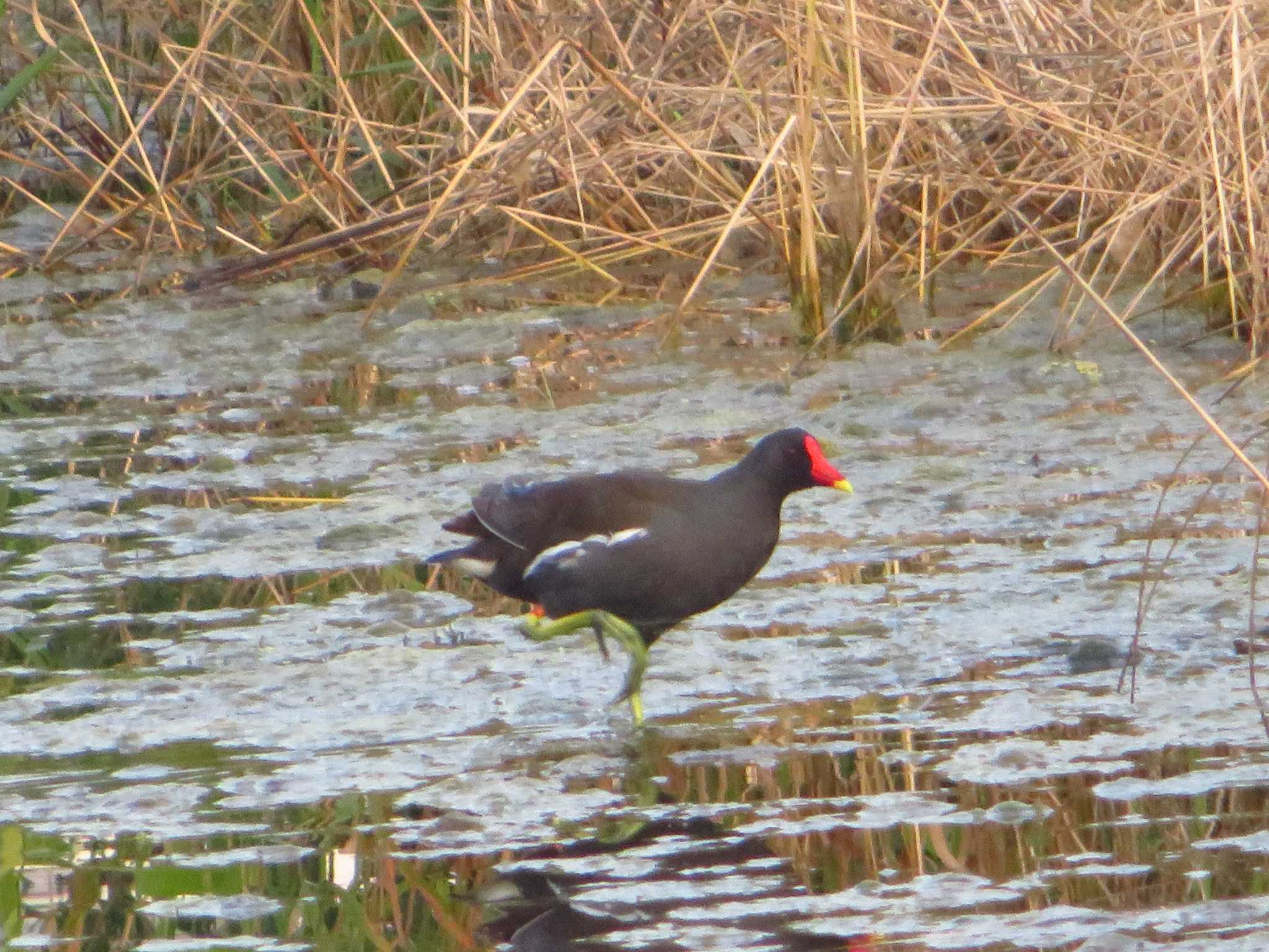 Common Moorhen