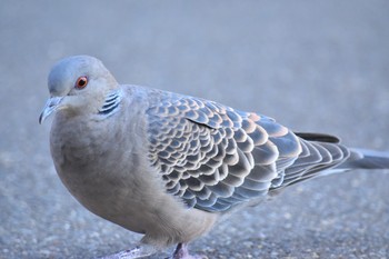 Oriental Turtle Dove Unknown Spots Tue, 5/17/2016