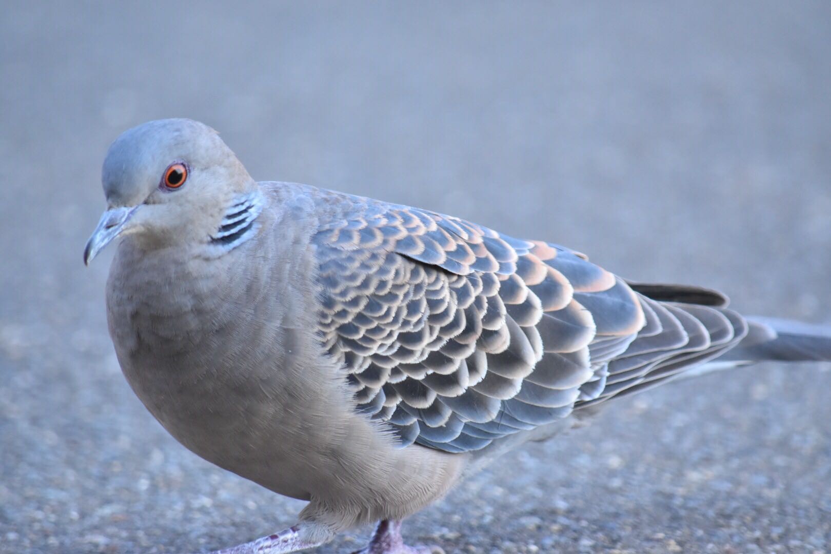 Photo of Oriental Turtle Dove at 