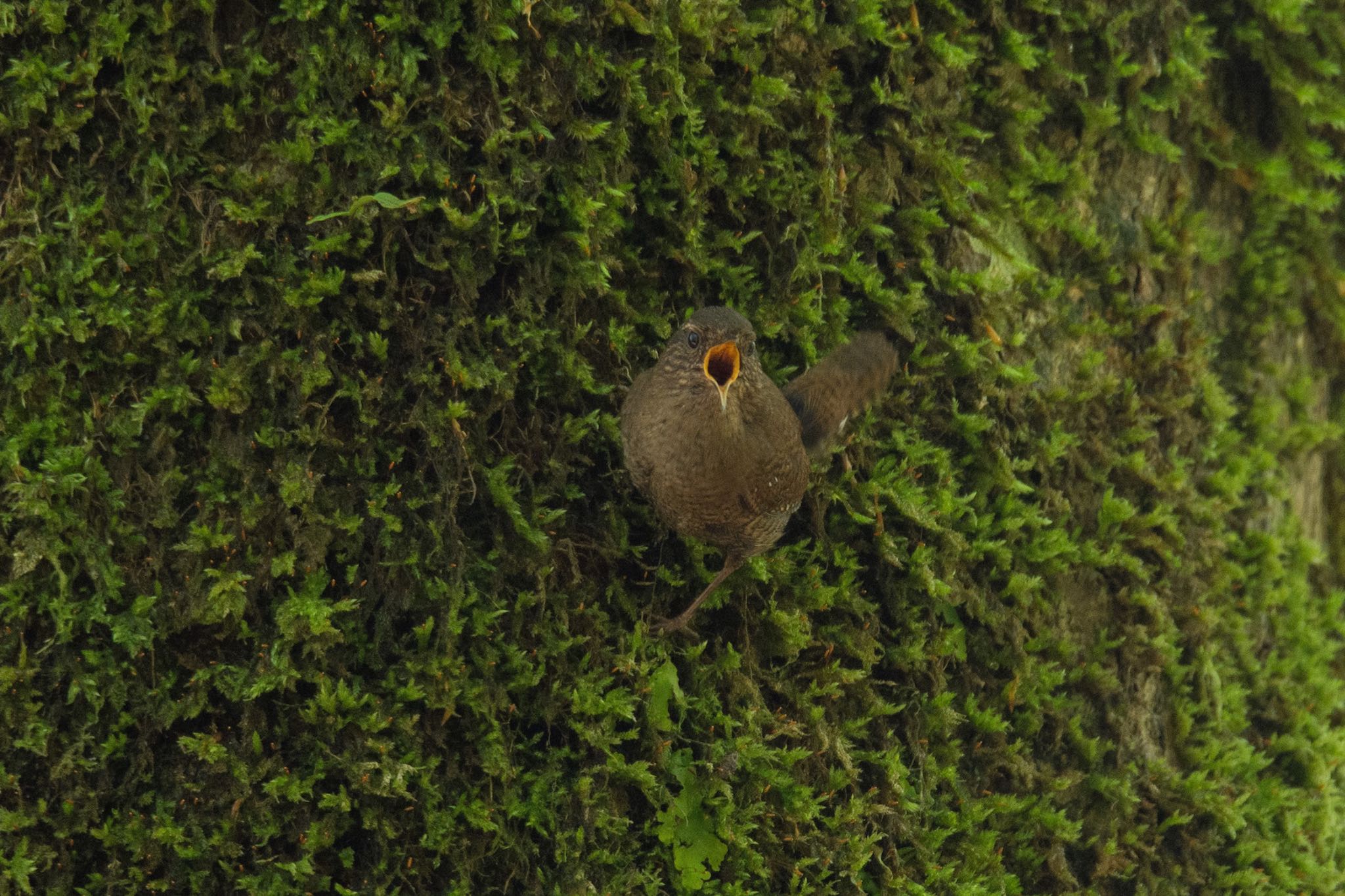 垂直の苔の上でさえずるミソッチ！