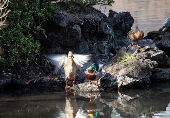 2020年3月21日(土) 新宿御苑の野鳥観察記録