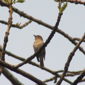 Wed, 5/18/2016 Birding report at Makomanai Park