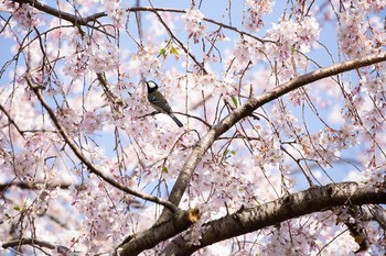 シジュウカラ 新宿御苑 2020年3月21日(土)