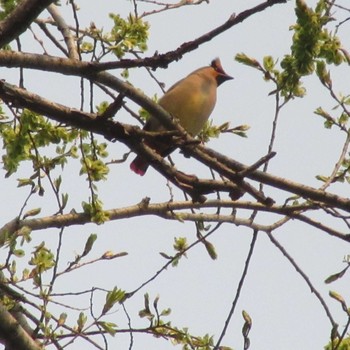 Japanese Waxwing Makomanai Park Wed, 5/18/2016