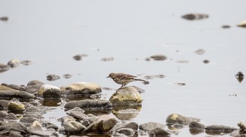 2020年3月7日(土) 二子玉川の野鳥観察記録